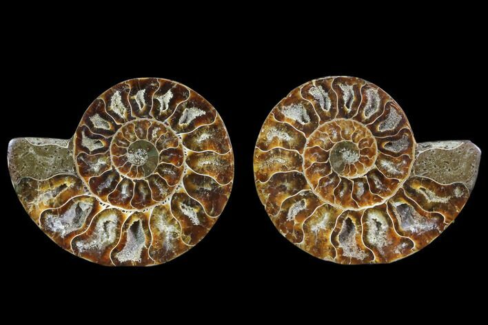Cut & Polished Ammonite Fossil - Agatized #78388
